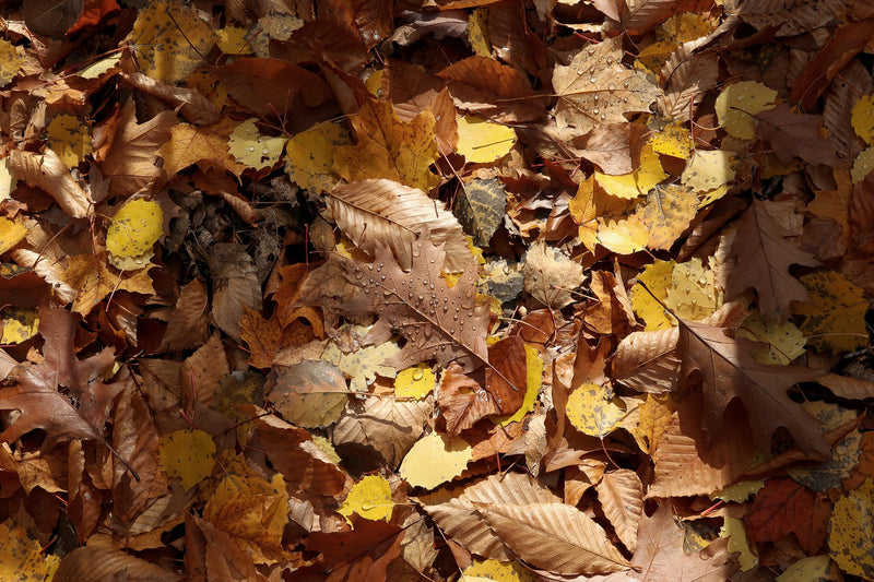 automne