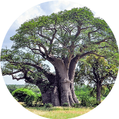 Baobab