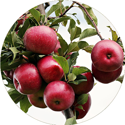 Pomme