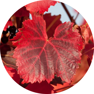 Vigne rouge