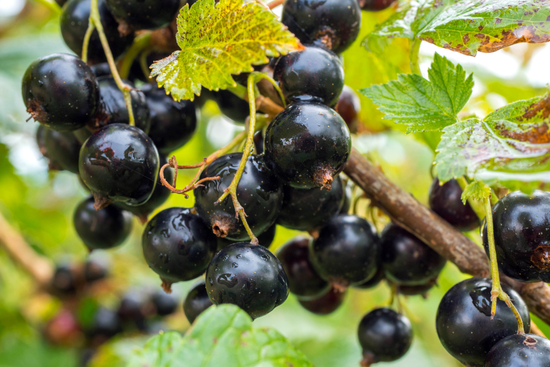 Blackcurrant 