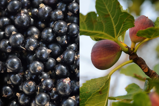 cassis et figuier