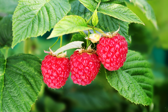 framboises