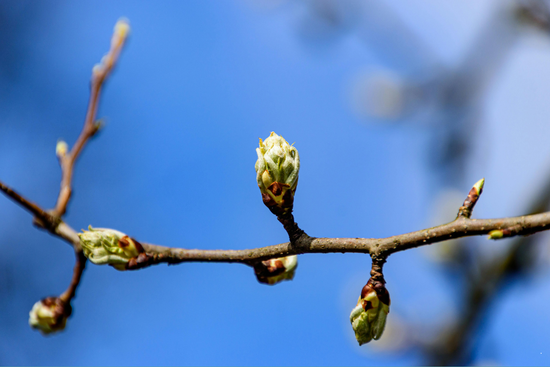 bourgeons