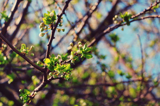 bourgeons