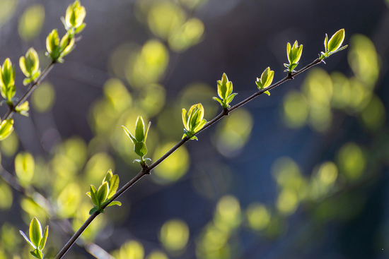 bourgeons