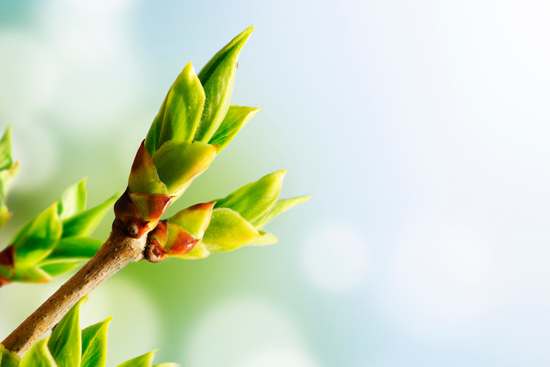 bourgeons