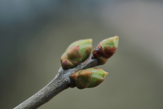bourgeons