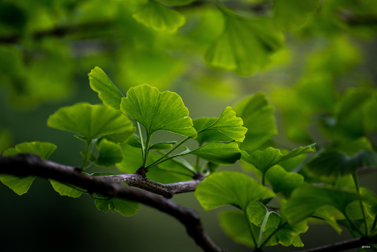 Ginkgo biloba