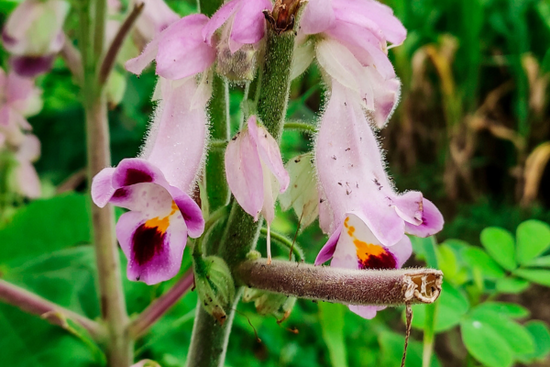 Bienfaits  Harpagophytum