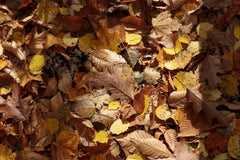 Our best tips for regaining your vitality in the fall