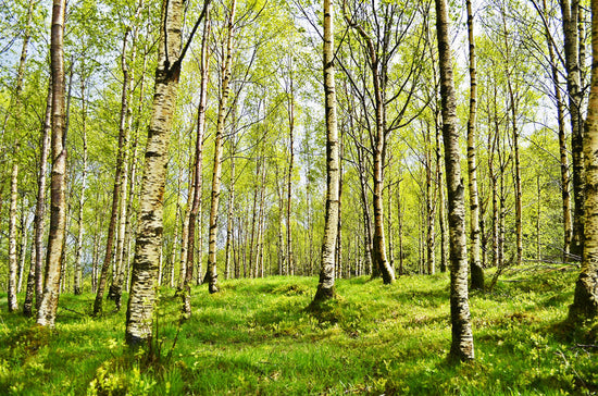 seve de bouleau bio et fraiche