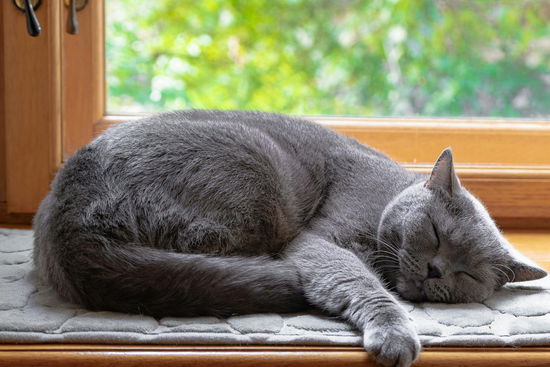 chat en train de dormir 