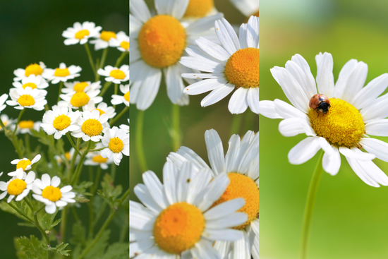 Chamomile