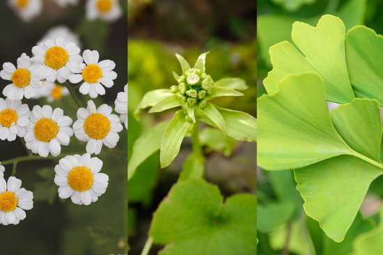 plantes migraines 