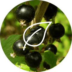 Complément alimentaire Cassis