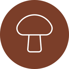 Complément Alimentaire Champignons