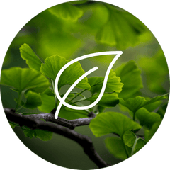Complément alimentaire Ginkgo Biloba