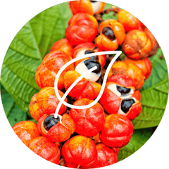 Complément alimentaire Guarana