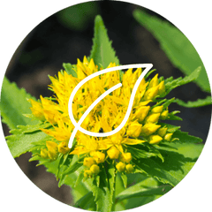 Complément alimentaire Rhodiola