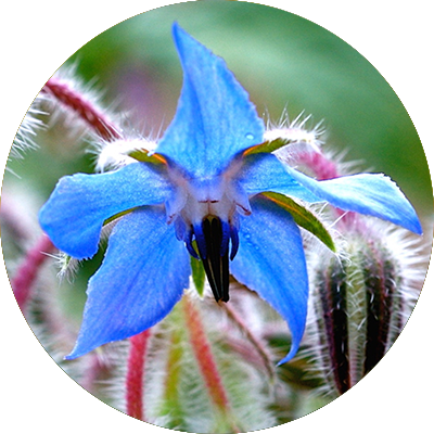 Borage