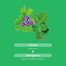 Desmodium 2500 - 30 gélules