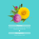 Détox Bio - 20 ampoules