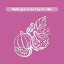 Macérat de Bourgeons - Figuier Bio
