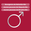 Macérat de Bourgeons - Prostate Bio