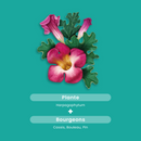 Harpagophytum Bio 2000 - 20 ampoules