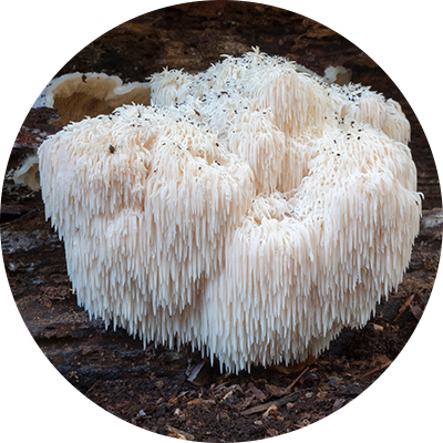 Lion's Mane