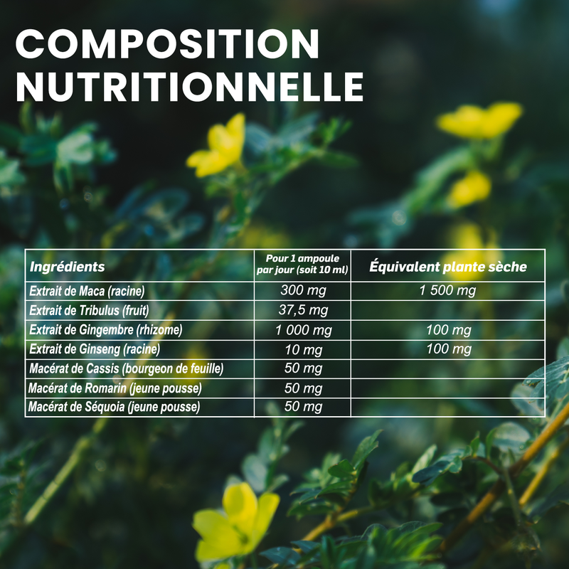 Acheter Maca 1500 Tribulus Ginseng Gingembre 20 ampoules Santarome