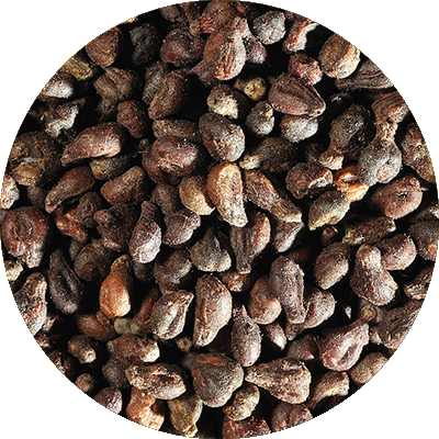 Grape seed
