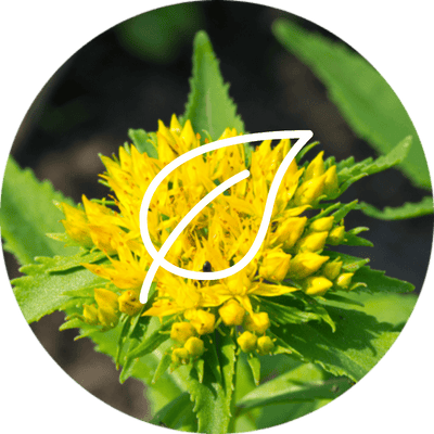 Rhodiola