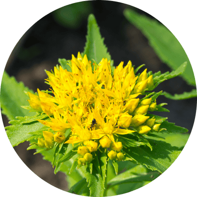 Rhodiola