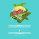 Rétention d'Eau Bio - 15 comprimés