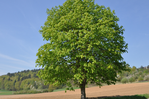 Image de la section